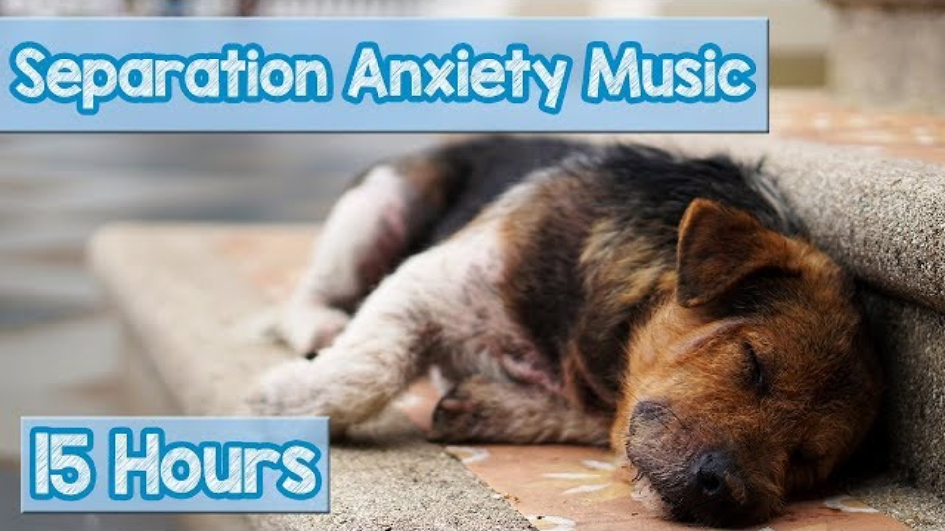 15 Hours of Deep Separation Anxiety Music for Dog Relaxation!