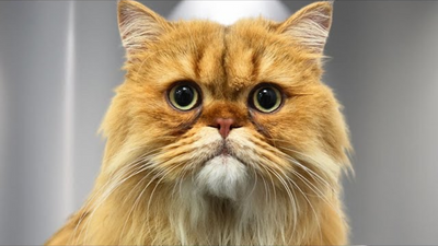 I Groomed a British Longhair Cat With The Funniest Faces Ever