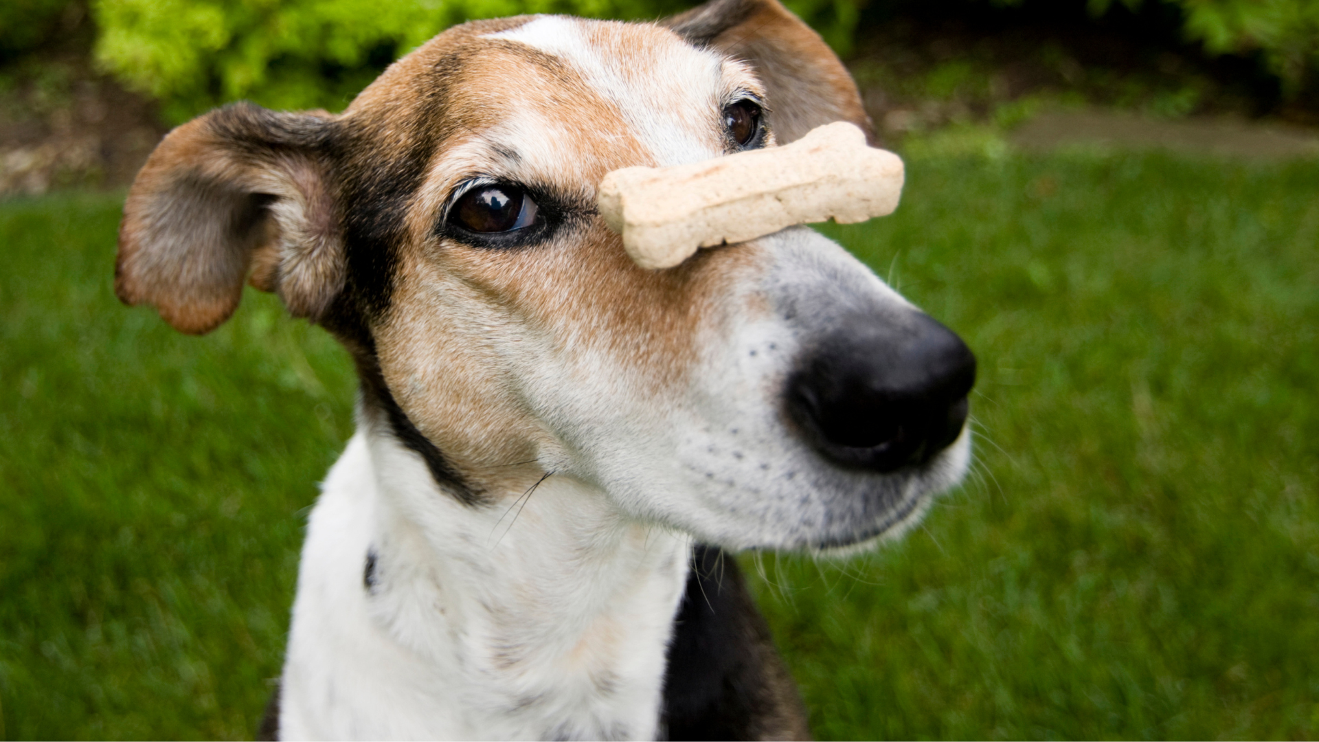 How to Choose the Healthiest Treats for Your Large Dog