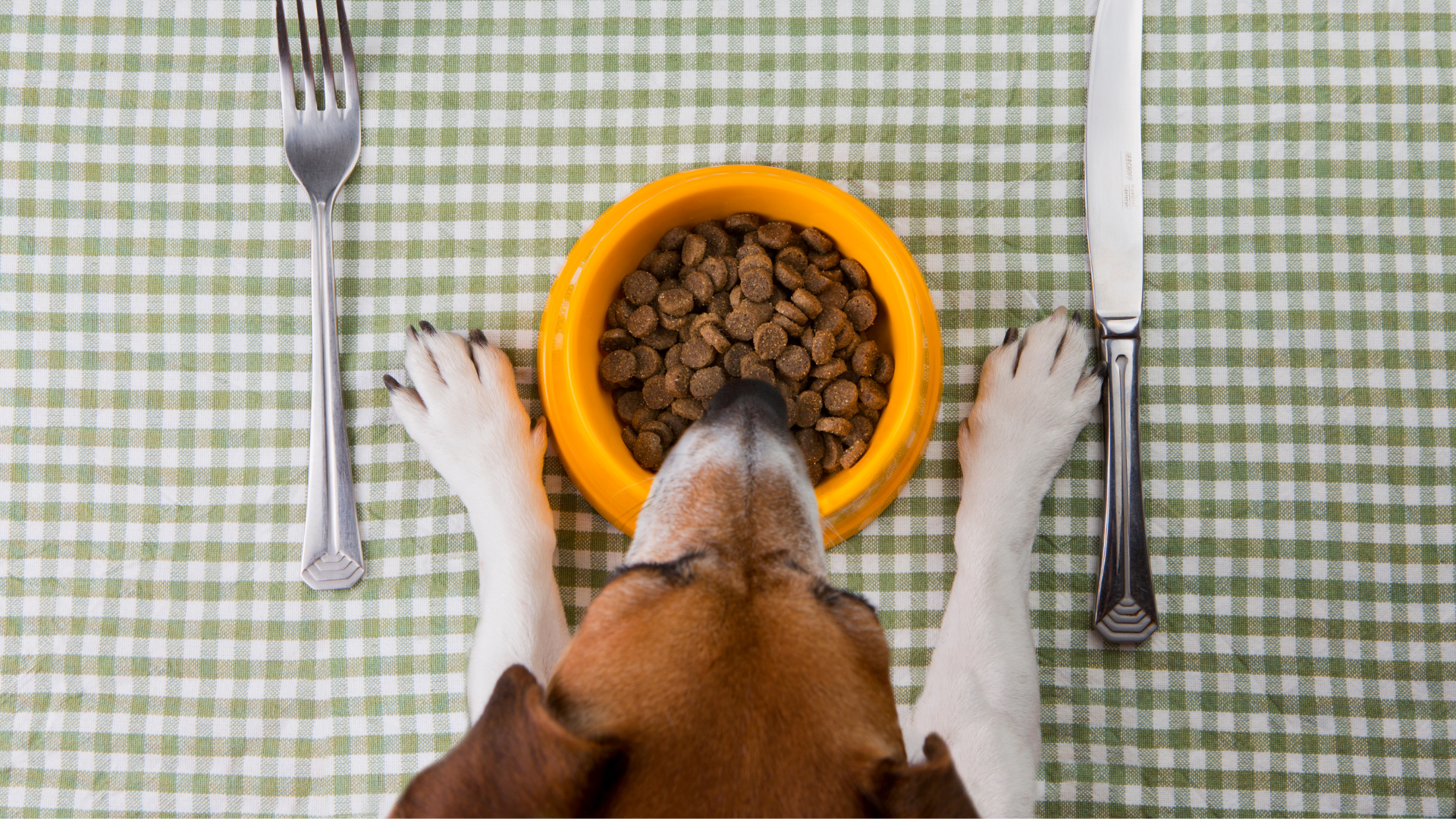 How to Transition Your Dog to a Sustainable Diet