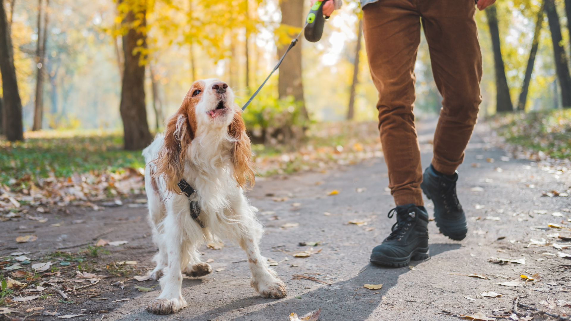 Creating a Safe Outdoor Space for Your Dog