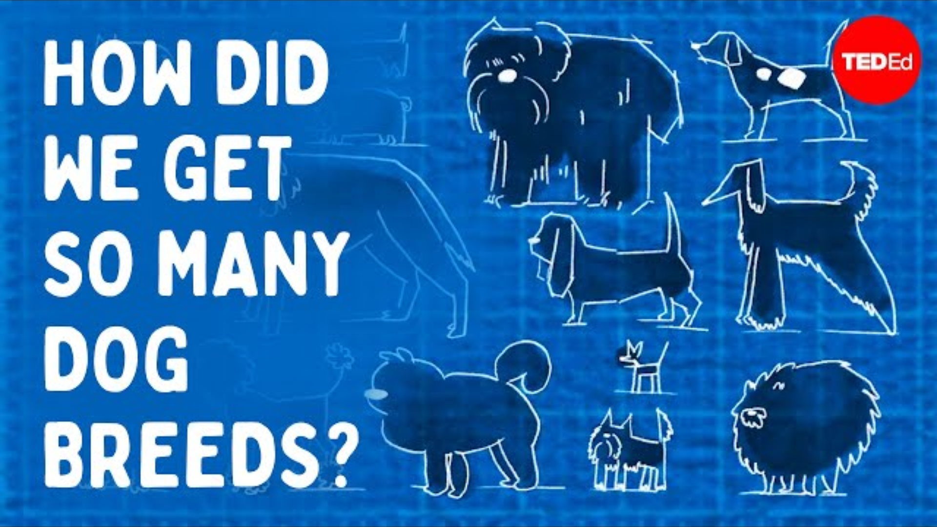 Why Are There So Many Different Kinds of Dogs?