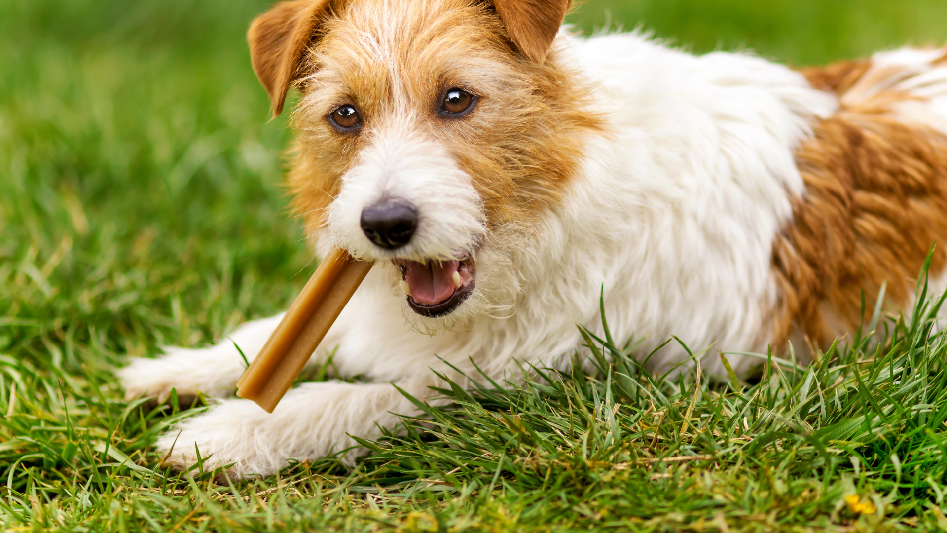 Best Natural Dental Chews for Small Dogs