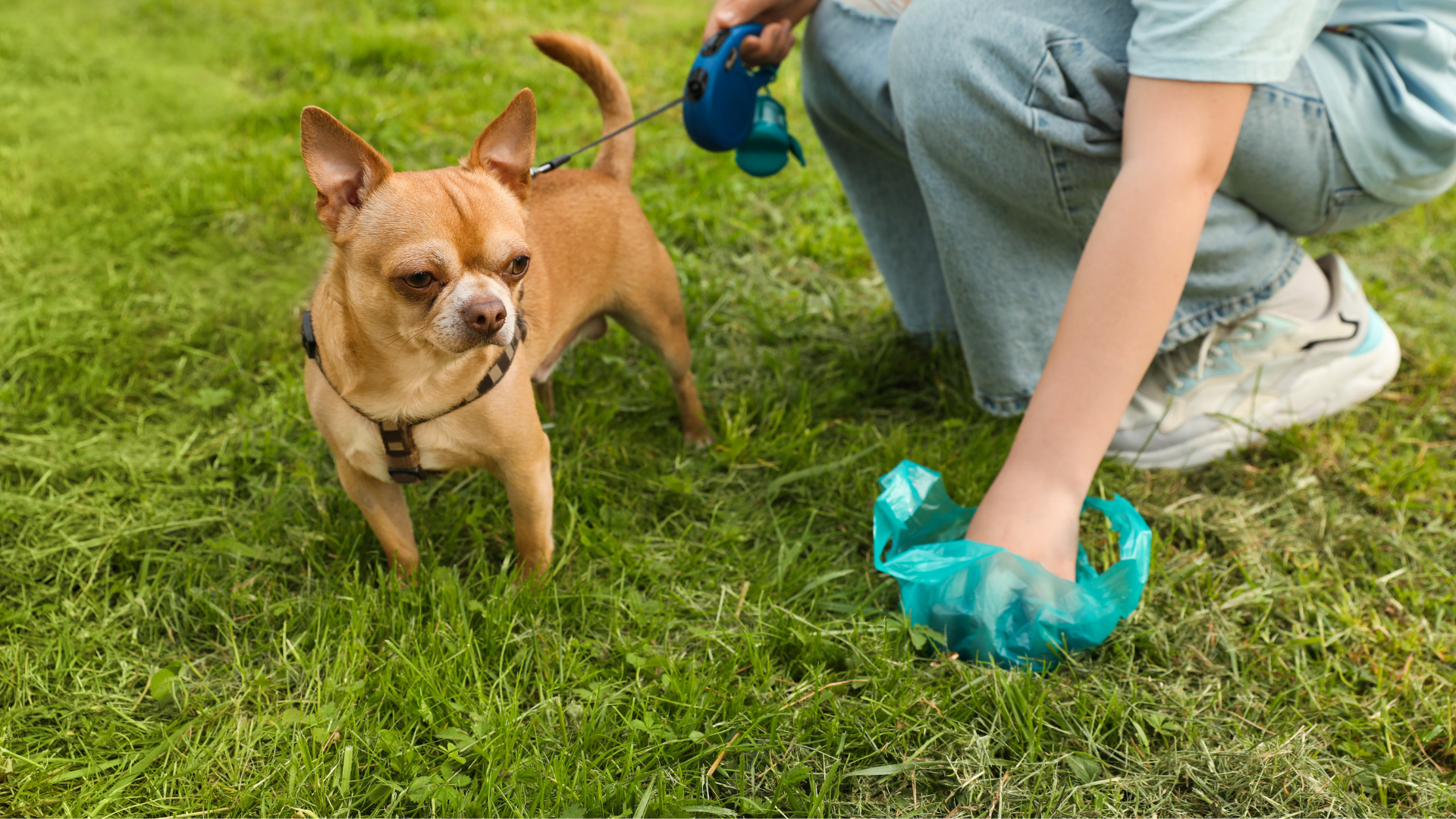 Eco-Friendly Poop Bags: Biodegradable vs. Compostable