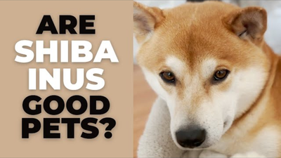 Shiba Inus as Pets: Pros, Cons, and What to Expect