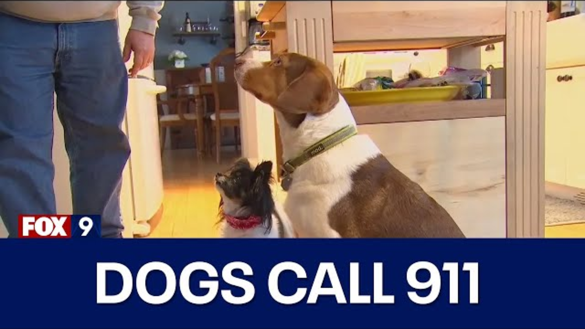 Dogs Call 911 Sixteen Times in Thirty Minutes