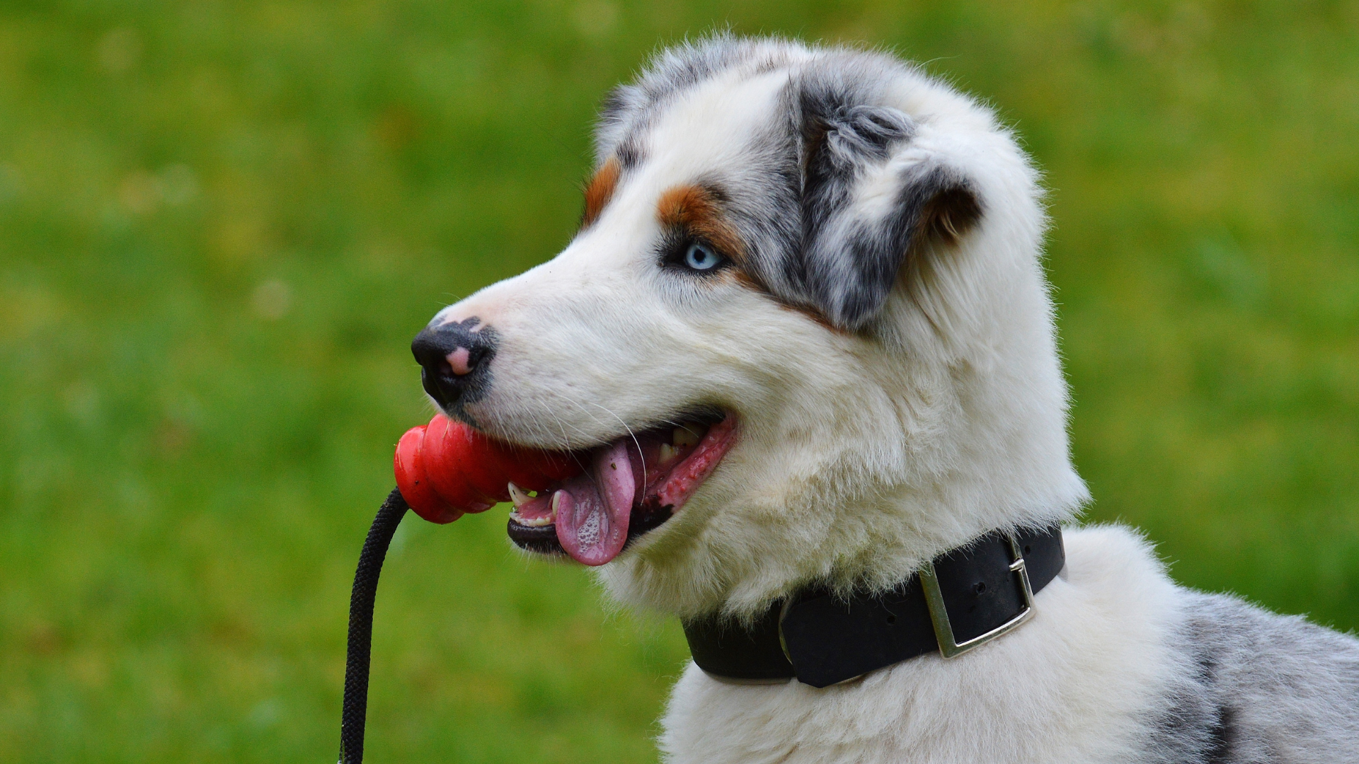 The Best Non-Toxic Toys for Chew-Happy Large Dogs
