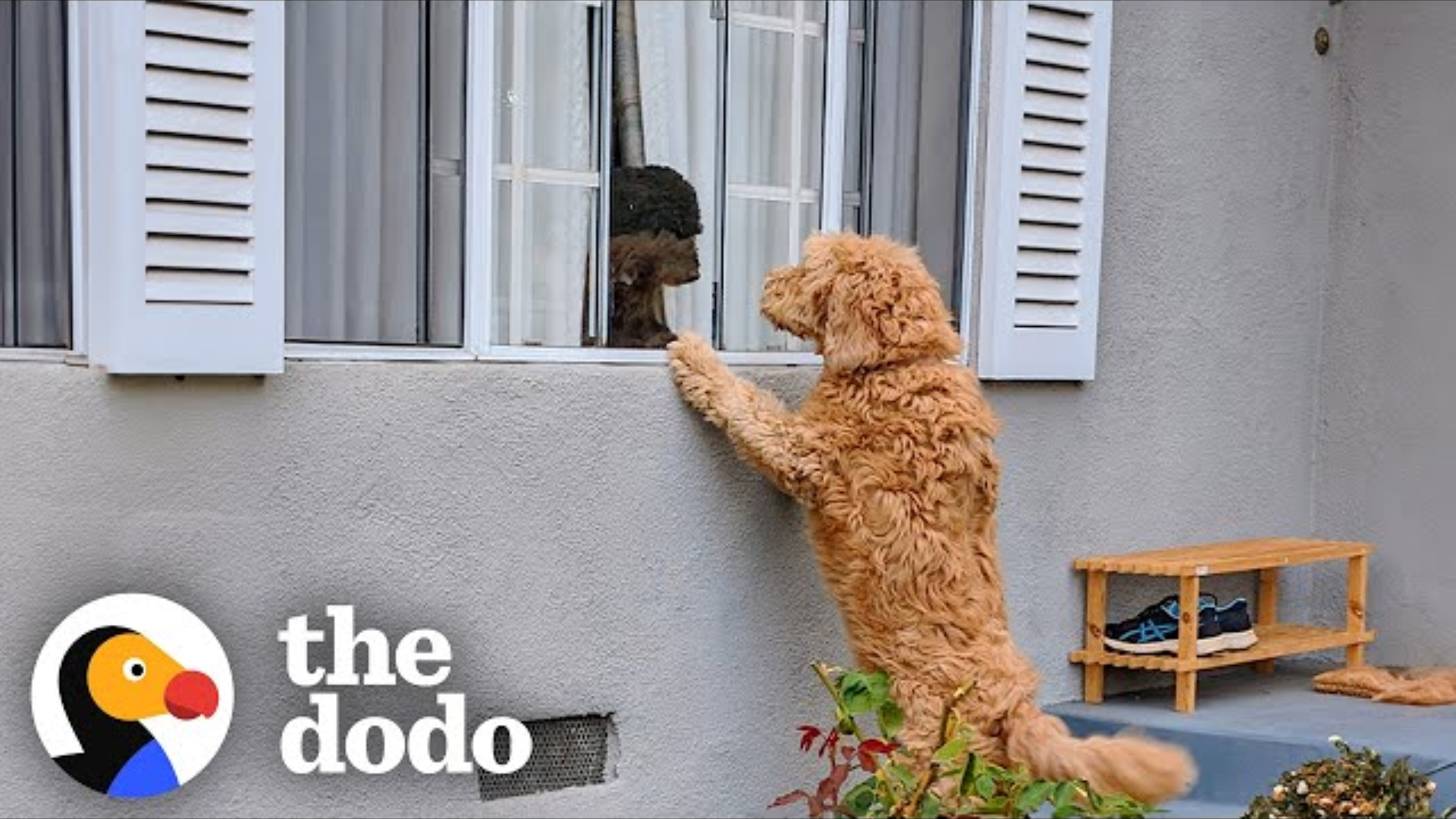 Neighbor’s Dog Knocks on the Door Every Day to Play With Her BFF