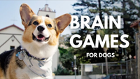 Simple Mental Stimulation Exercises for Dogs That Actually Tire Them Out