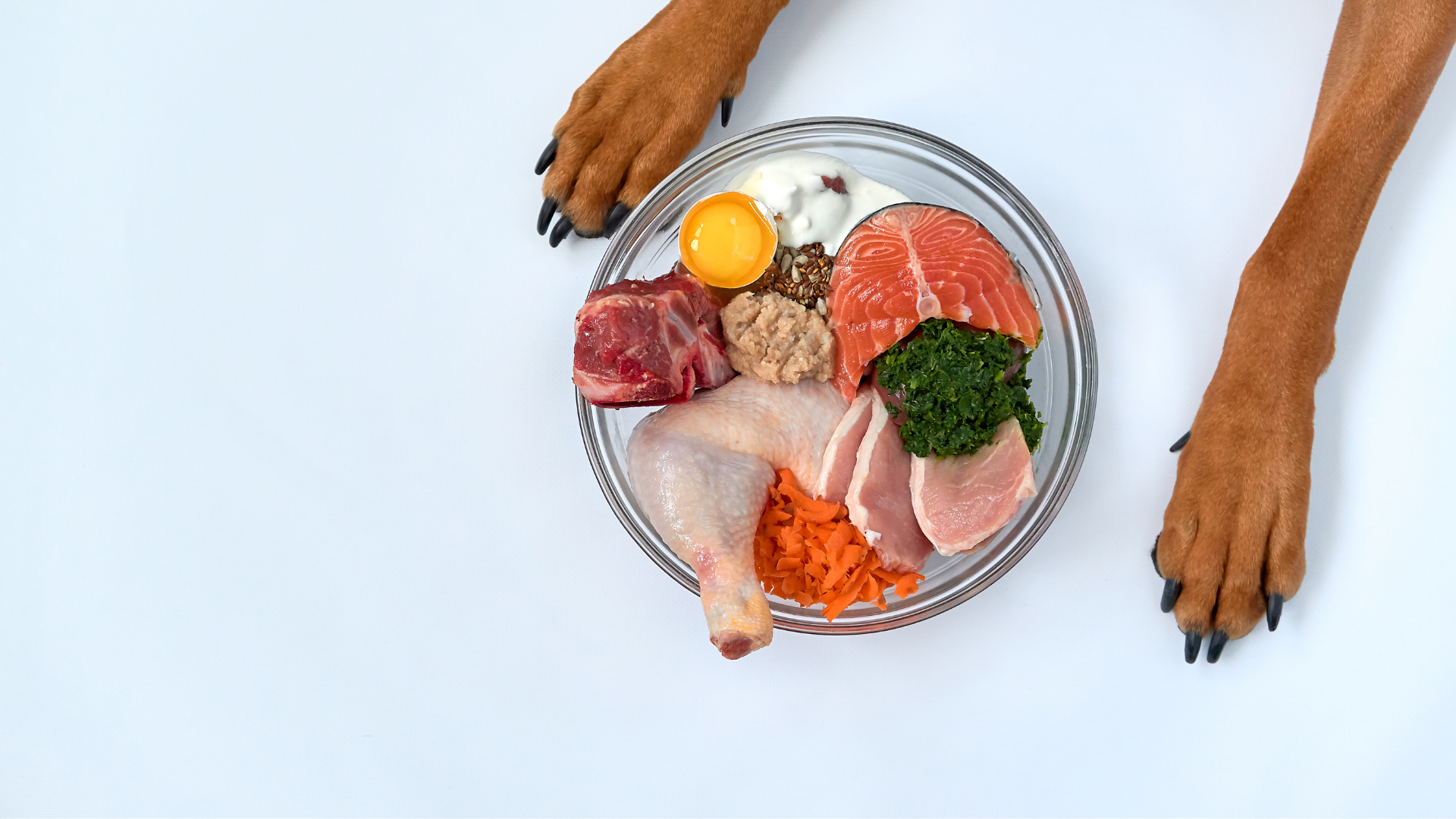 Why Organic Dog Food Matters & Top Picks for 2025