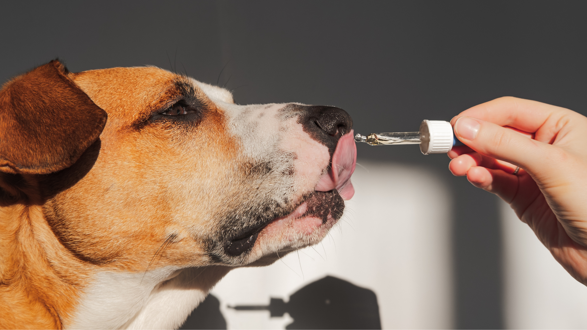 Best Joint Supplements for Senior Dogs (Vet-Approved)