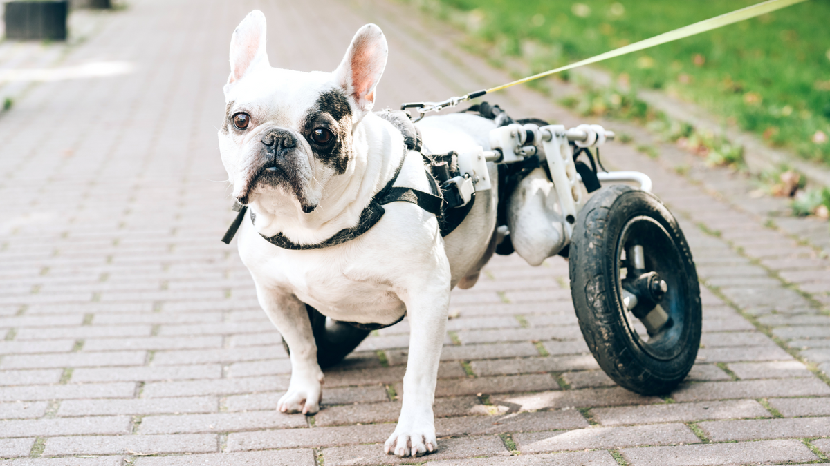 The Importance of Adopting Disabled Pets: Myths vs. Reality