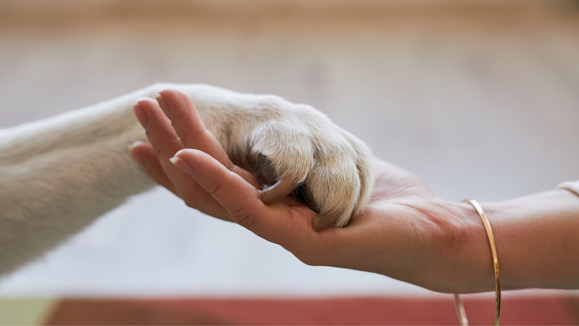 Eco-Conscious Pet Memorial Ideas: Honoring Your Dog Sustainably