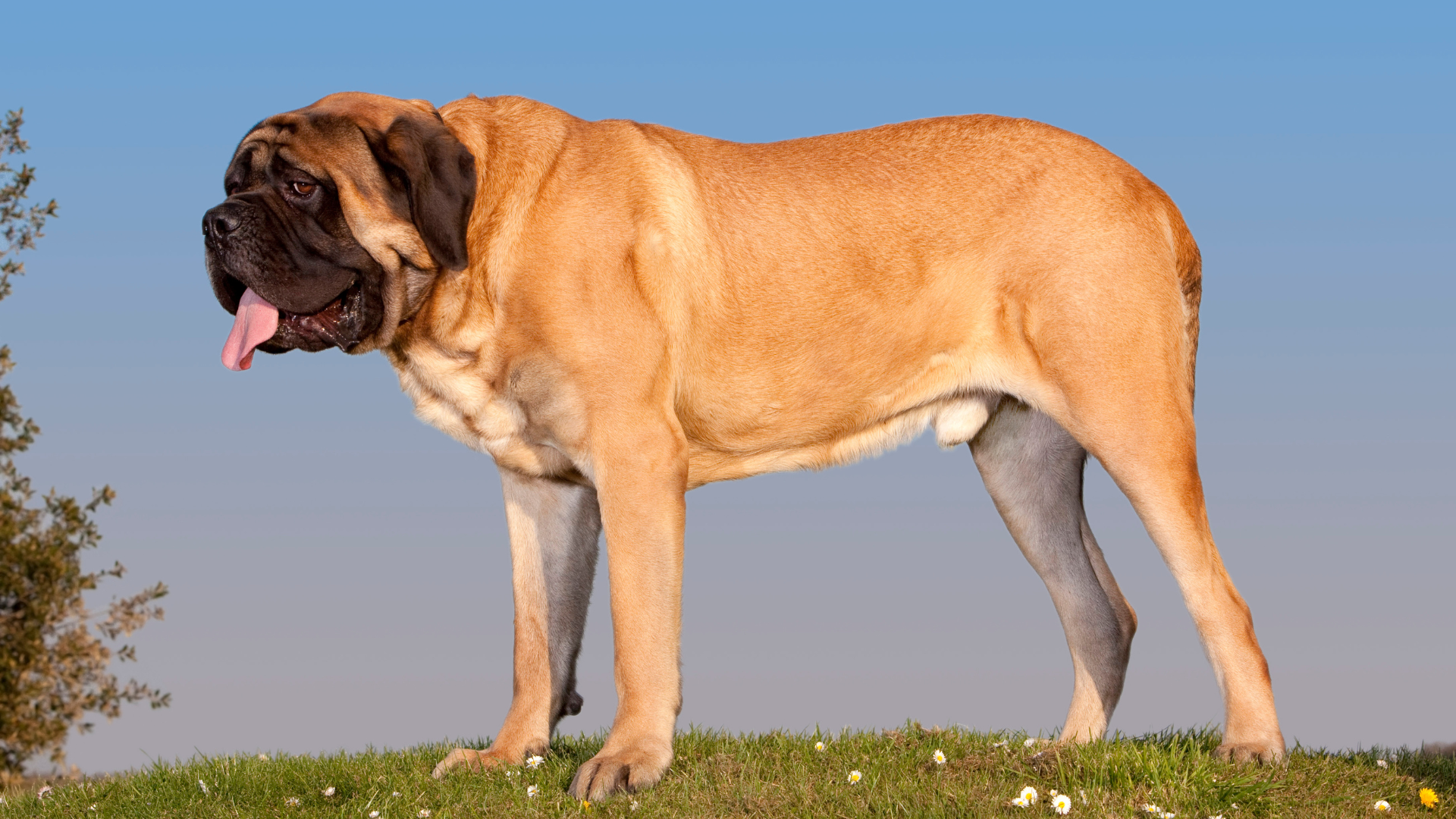 The Truth About Raw Food Diets for Large Breeds