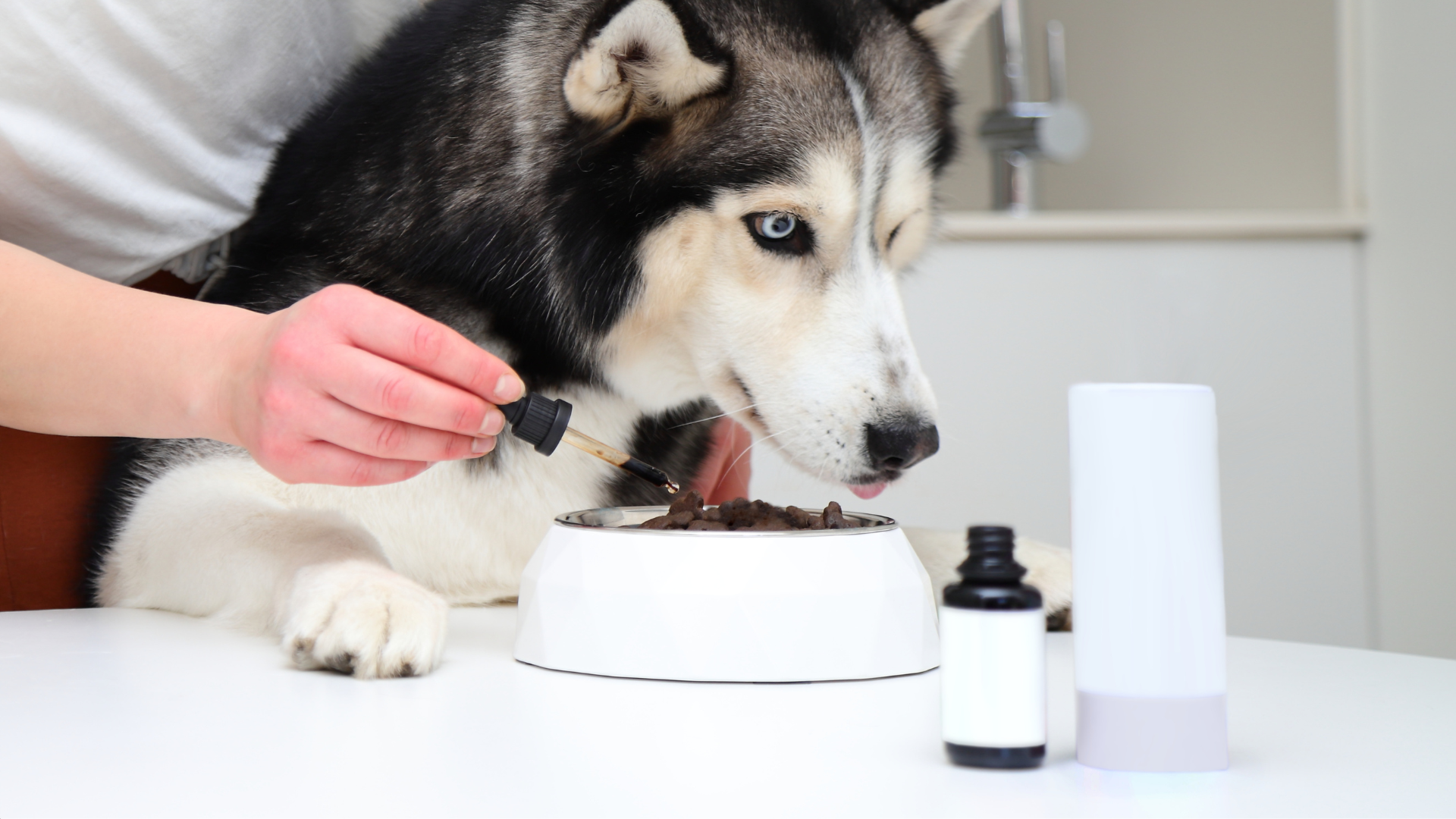 The Best Supplements for Senior Dogs