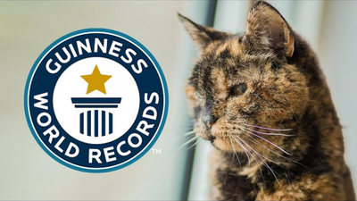 Oldest Living Cat: Guinness World Records