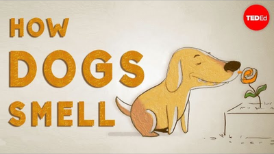How Dogs “See” with Their Noses?