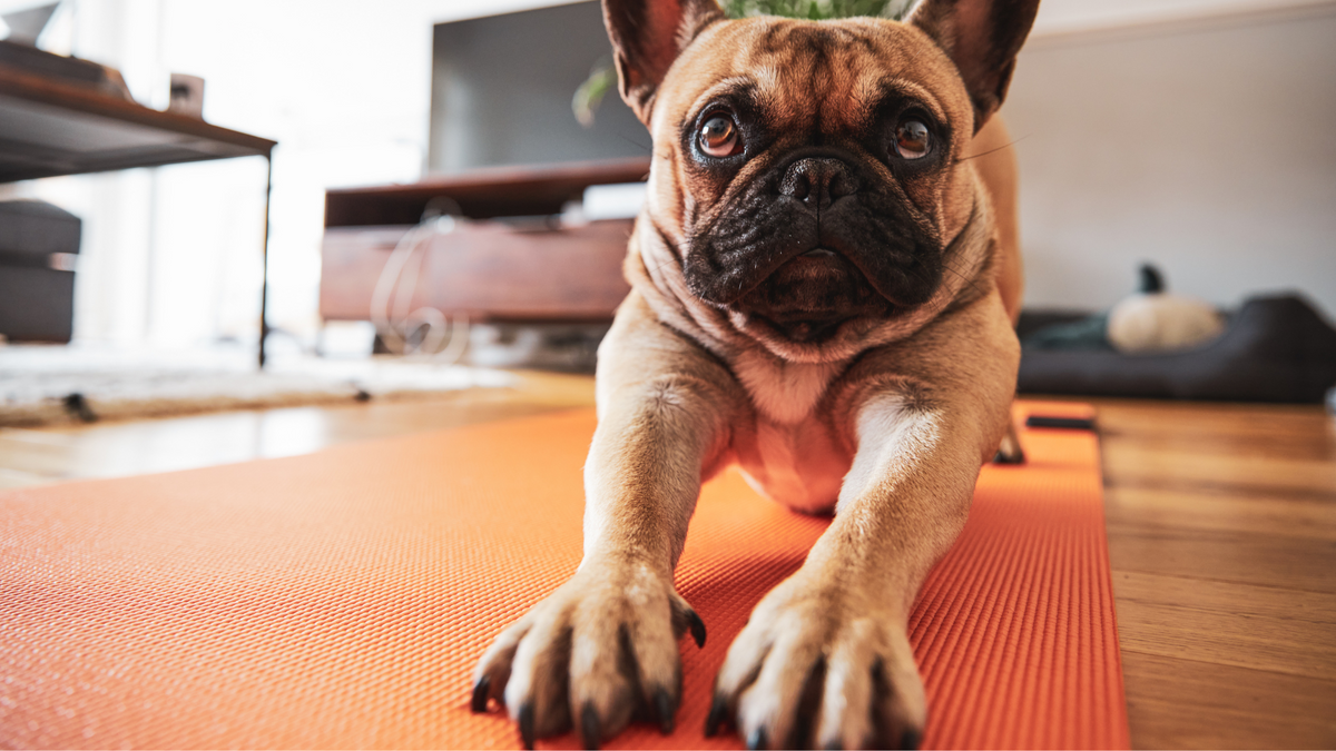 Best Cooling Mats for Overheated Large Breeds