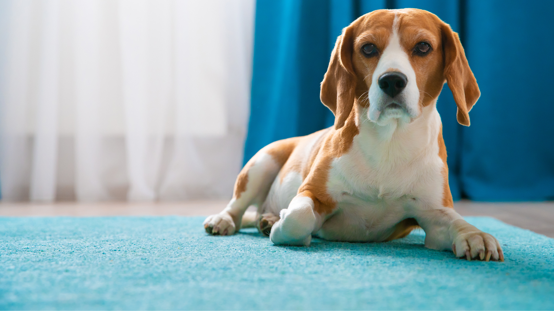 The Best Dog Breeds for Apartment Living in 2025
