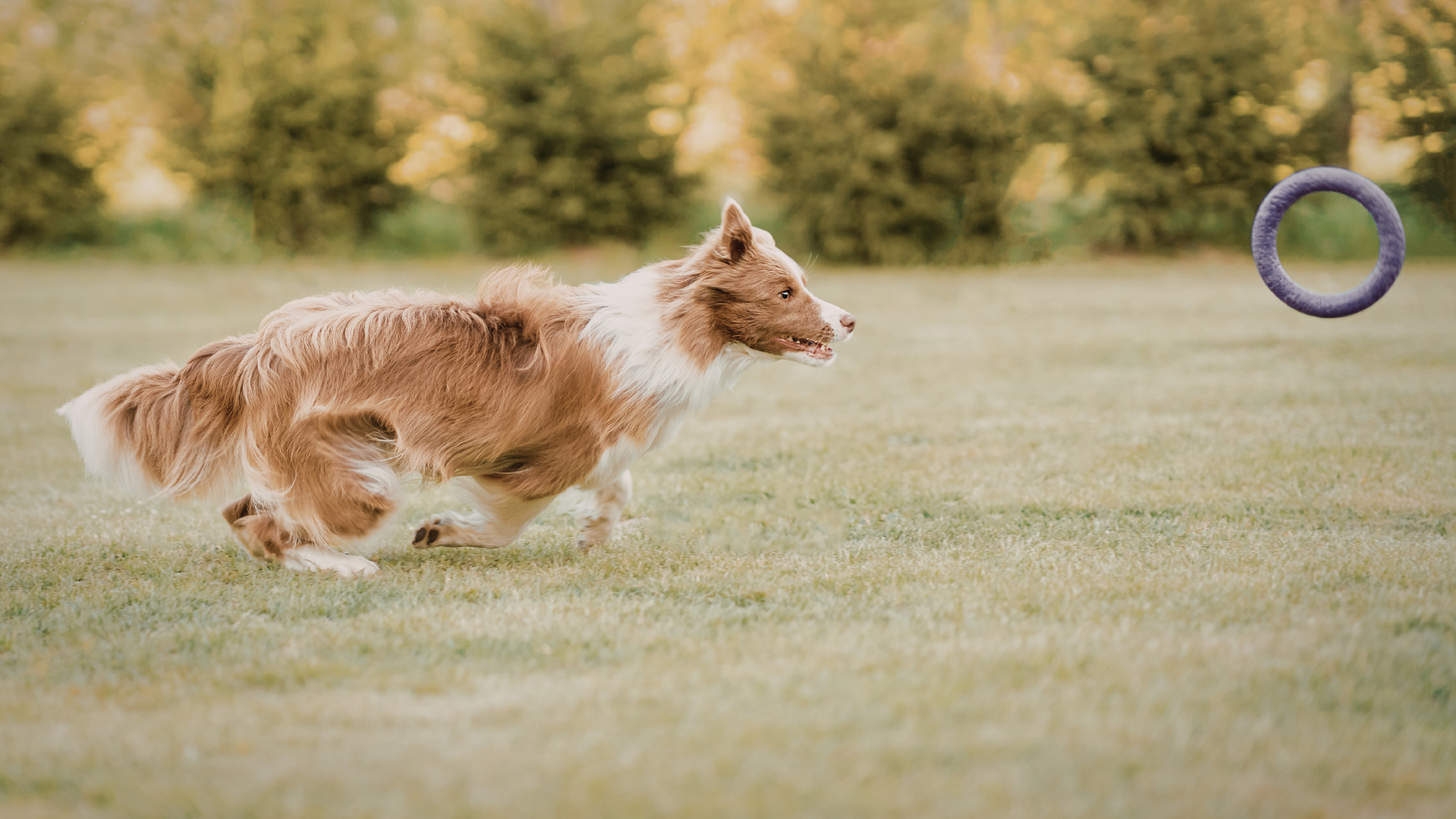 The Fastest Dog Breeds Ever