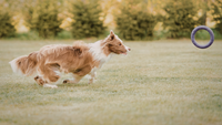 The Fastest Dog Breeds Ever