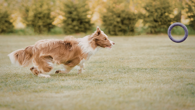 The Fastest Dog Breeds Ever