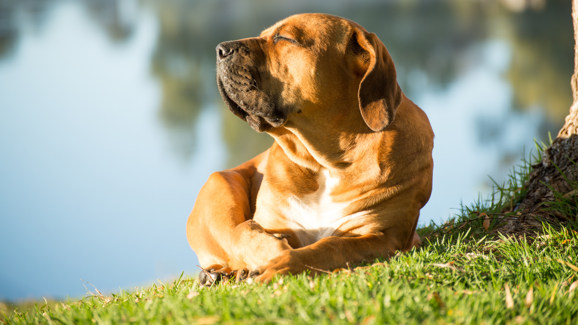 How to Create a Calming Space for Anxious Dogs