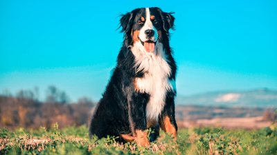 Bernese Mountain Dog Introduces Adorable Puppies to Their Farm