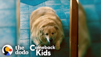 What Happens When This Dog Loses 100 Pounds?