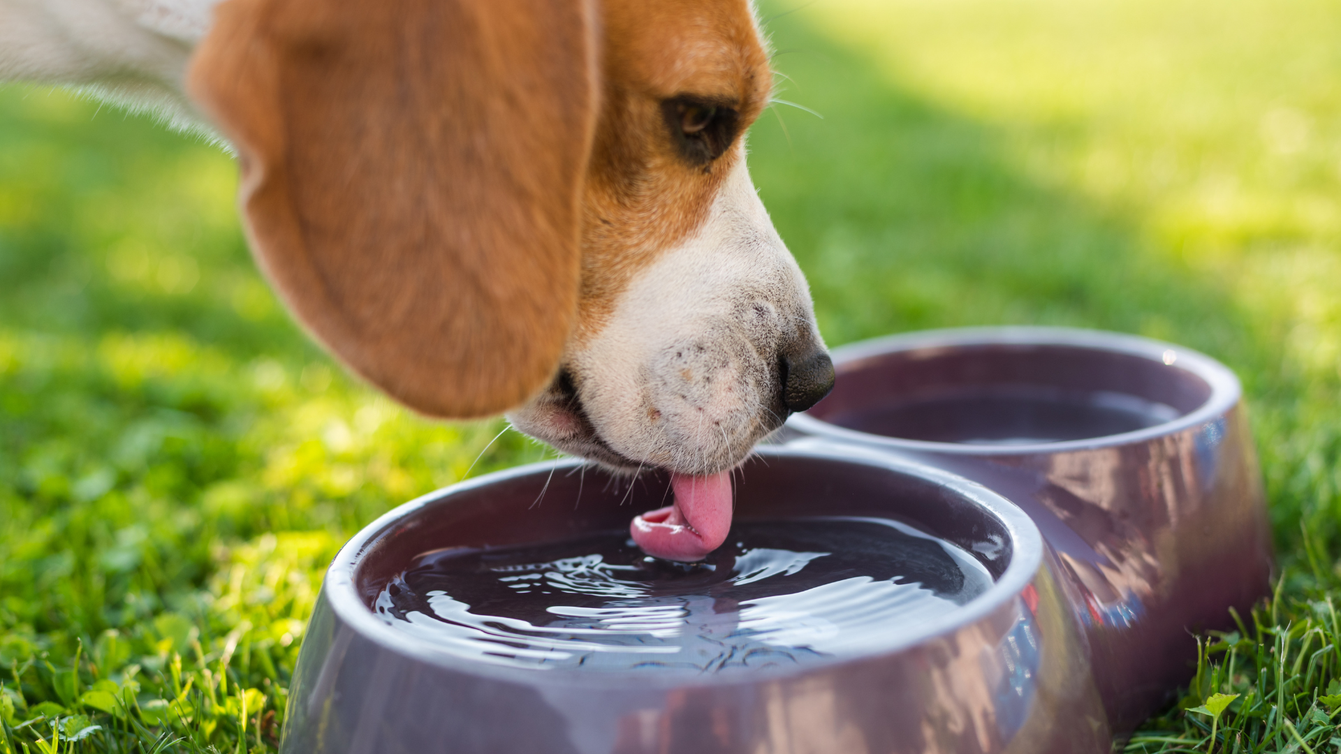 Best Hydration Tips for Active Outdoor Dogs