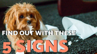 Find Out If You Have a Toxic Dog With This Video!