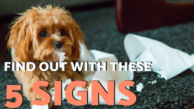 Find Out If You Have a Toxic Dog With This Video!