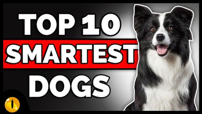 Top 10 Smartest Dog Breeds