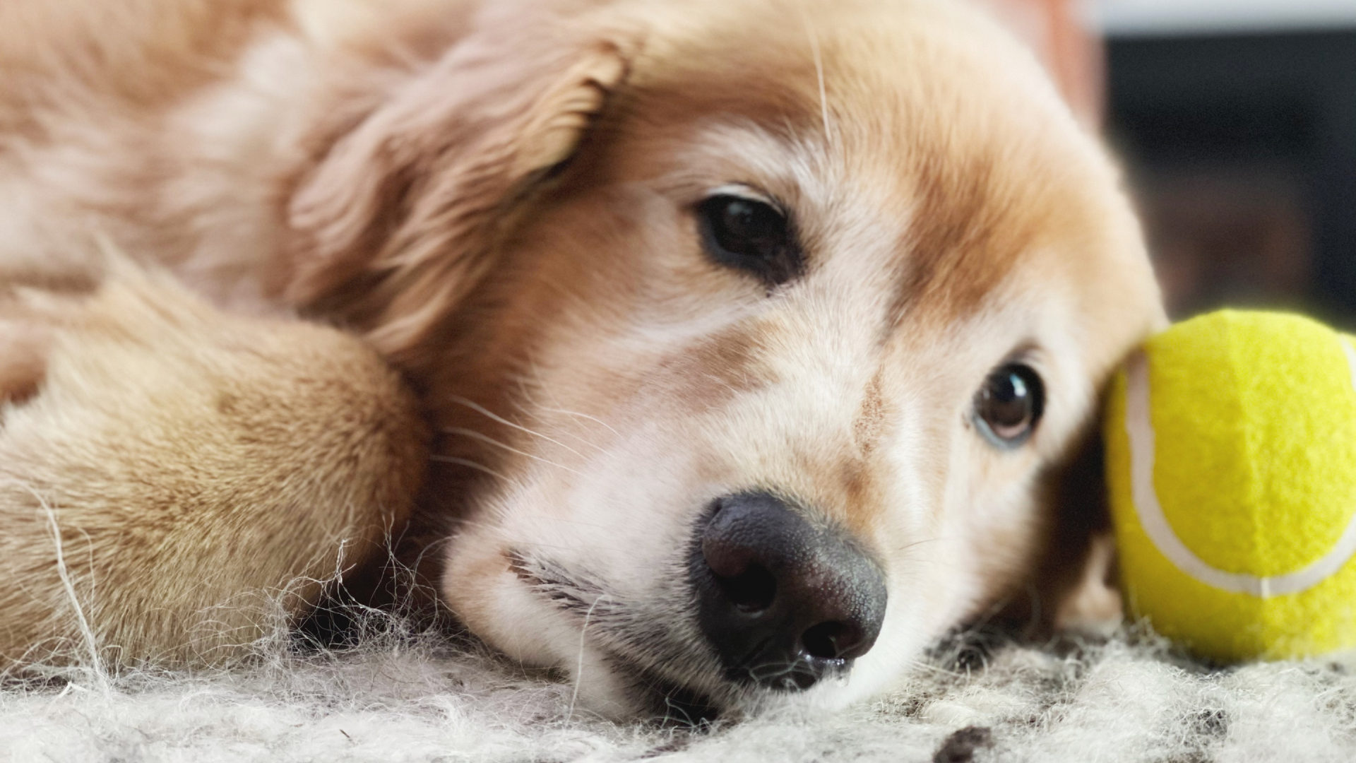 The Truth About Doggy Dementia: Signs & Management