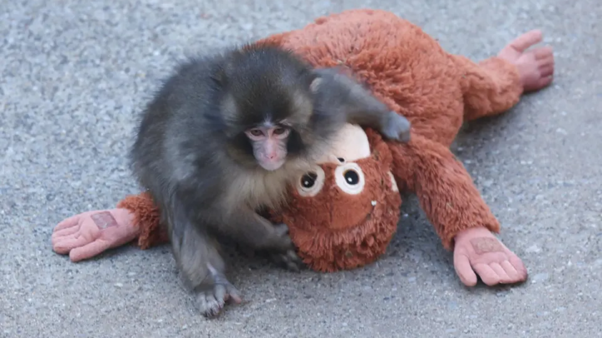 Dozens of Fans Flock to Japan Zoo to See Viral Baby Monkey Punch
