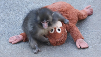 Dozens of Fans Flock to Japan Zoo to See Viral Baby Monkey Punch