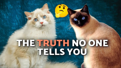 Siamese vs. Ragdoll Cats: A Practical Breed Comparison
