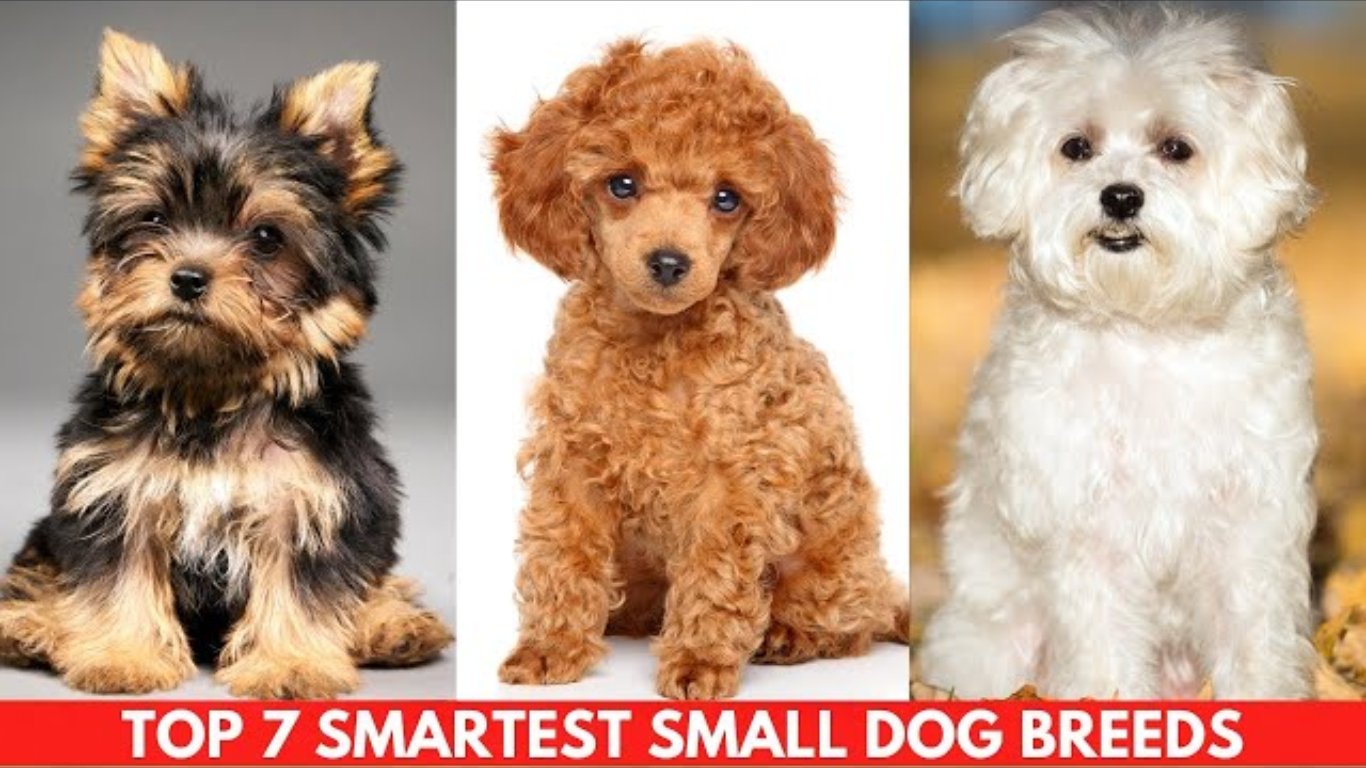 Smartest Small Dogs: Top 7 Smartest Small Dog Breeds