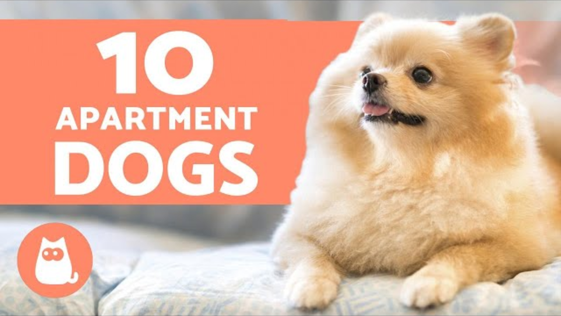 10 Best Apartment Dogs: Breeds for Small Spaces