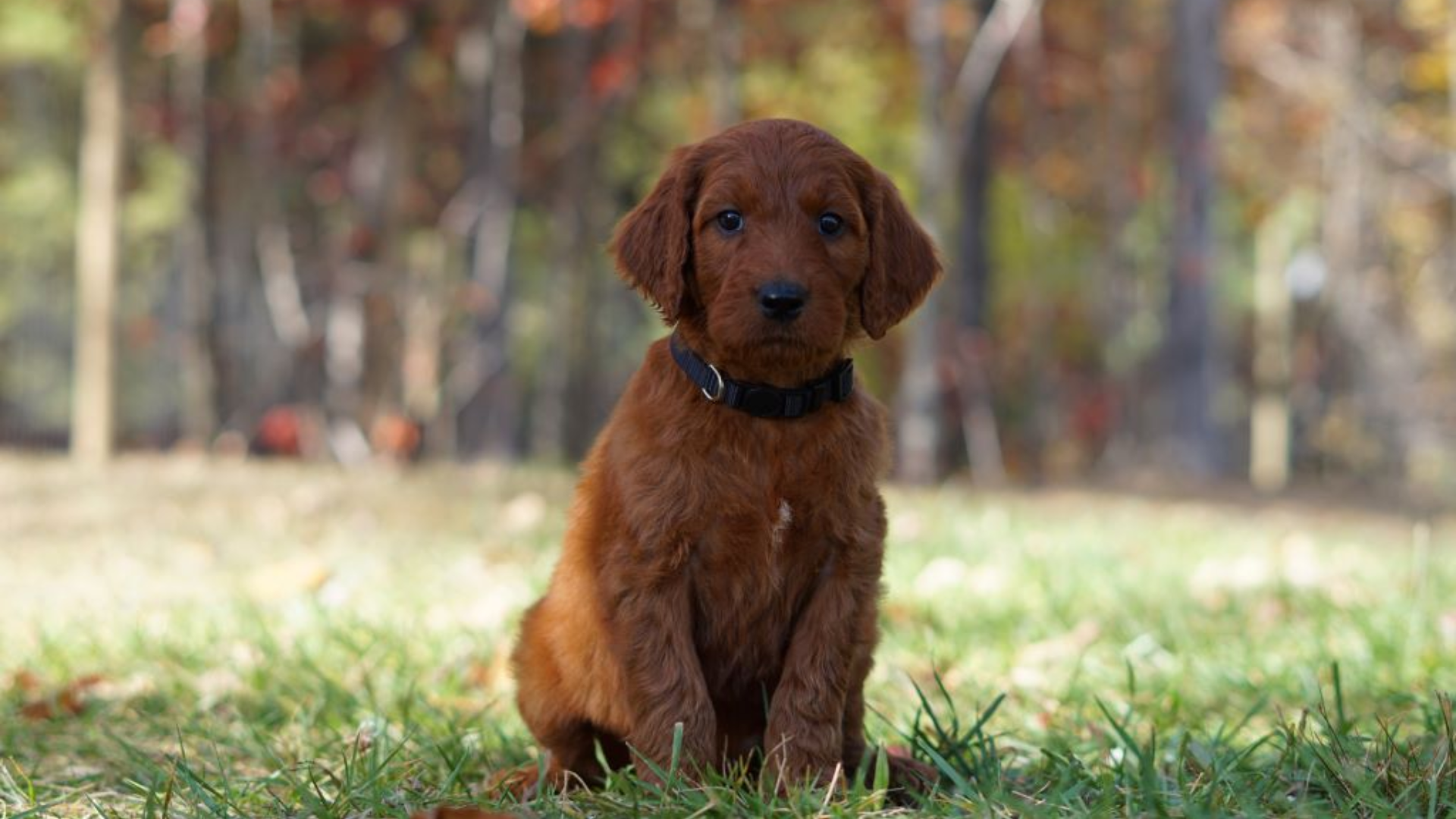 Irish Doodle: The Ultimate Guide to This Lovable, Hypoallergenic Hybrid Dog