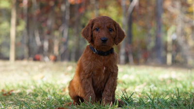 Irish Doodle: The Ultimate Guide to This Lovable, Hypoallergenic Hybrid Dog