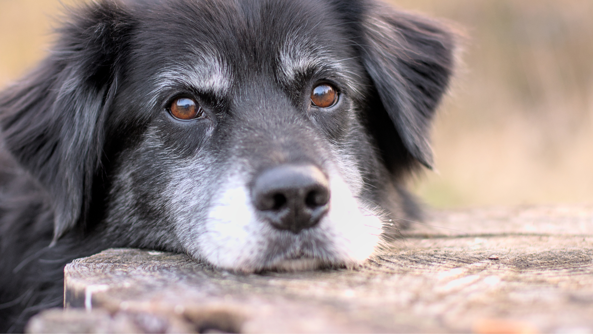 Senior Dog Care: Natural Ways to Boost Mobility & Health