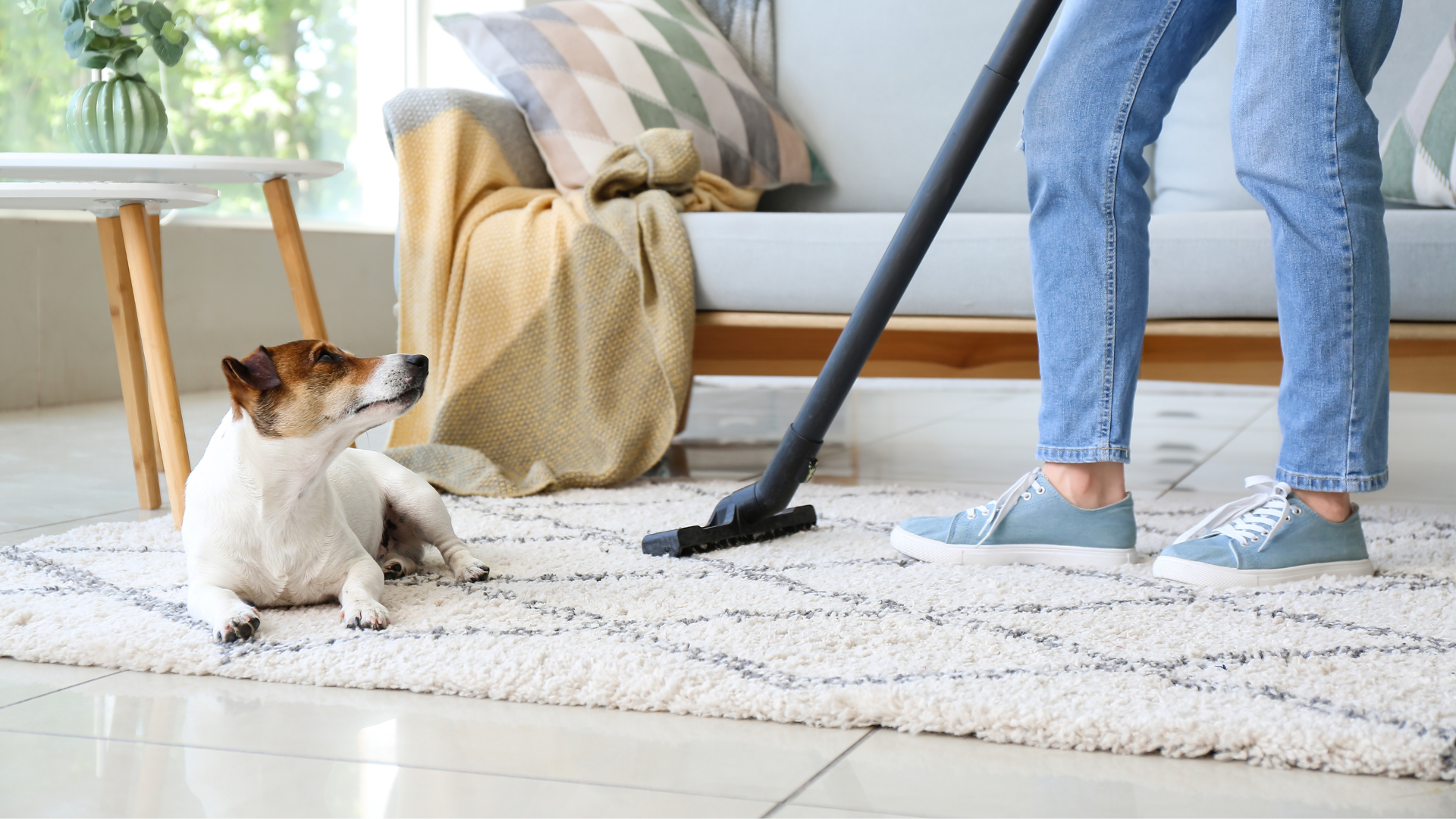 Why “Pet Safe” Really Matters in Your Cleaning Routine