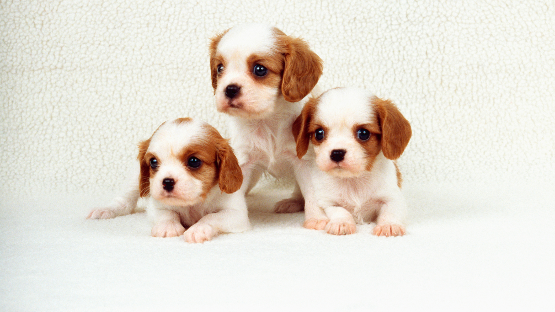 Understanding Your Puppy’s Behavior: A Guide for New Owners