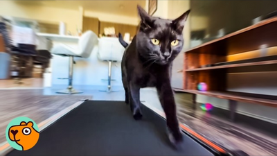 Cat Won't Stop Using His Treadmill No Matter What