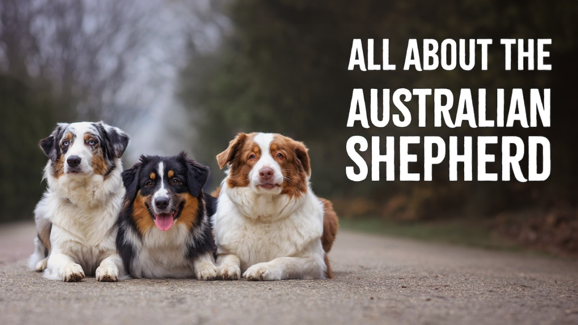 All About the Australian Shepherd: What Prospective Owners Should Know