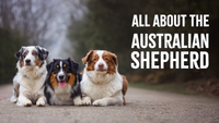 All About the Australian Shepherd: What Prospective Owners Should Know