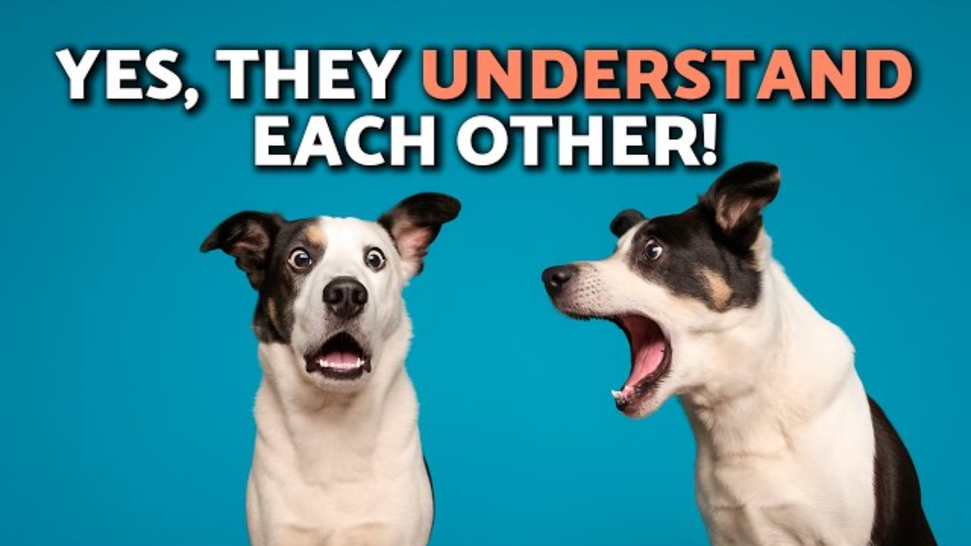 Do Dogs Understand Each Other When They Bark?