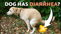 Your Dog Has Diarrhea? Do This First! 3 Easy Home Remedies