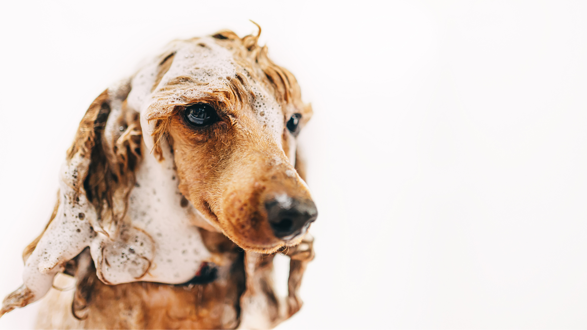 The Best Natural Shampoos for Dogs with Sensitive Skin